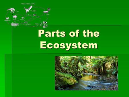 Parts of the Ecosystem.