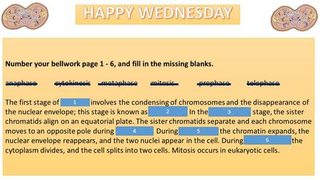 Number your bellwork page 1 - 6, and fill in the missing blanks. anaphase cytokinesis metaphase mitosis prophase telophase The first stage of MITOSIS involves.