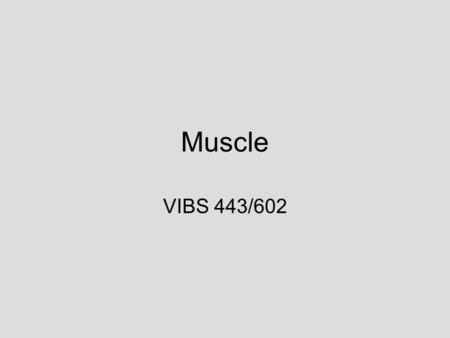 Muscle VIBS 443/602.