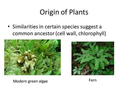 Similarities in certain species suggest a common ancestor (cell wall, chlorophyll) Origin of Plants Modern green algae Fern.