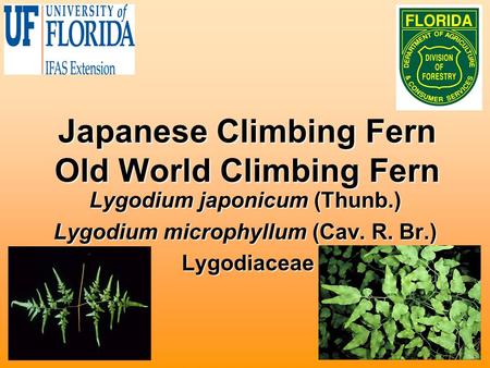 Japanese Climbing Fern Old World Climbing Fern Lygodium japonicum (Thunb.) Lygodium microphyllum (Cav. R. Br.) Lygodiaceae Lygodiaceae.