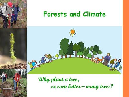 Forests and Climate Why plant a tree, or even better – many trees?