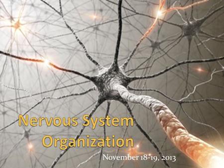 November 18-19, 2013. Nervous System Fun Facts Which “fact” is false? 1) All body functions are controlled and regulated by the nervous system 2) There.