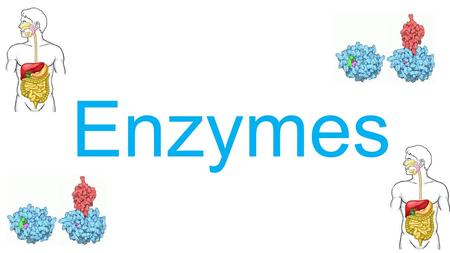 Enzymes.