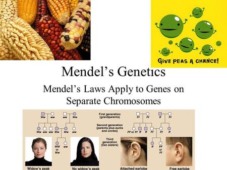 Mendel’s Laws Apply to Genes on Separate Chromosomes