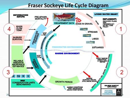 25 December 20151 1 Fraser Sockeye Life Cycle Diagram 1 23 4.