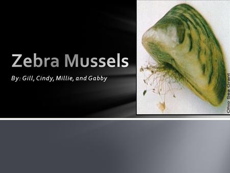 By: Gill, Cindy, Millie, and Gabby. º Zebra Mussels are from Eurasia and came into the Great Lakes as hitchhikers,” were brought here on accident, in.