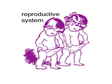 The Female Reproduction System Consists of FEMALE ORGANS involved in PRODUCING OFFSPRING FEMALE ORGANS involved in PRODUCING OFFSPRING.