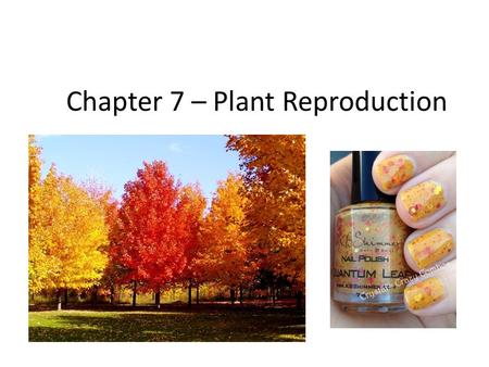 Chapter 7 – Plant Reproduction. Plants come in a variety of shapes, sizes, and colors. ALL REPRODUCE ____________ or ____________.