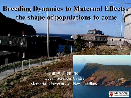 Breeding Dynamics to Maternal Effects: the shape of populations to come Ian A. Fleming Ocean Sciences Centre Memorial University of Newfoundland.