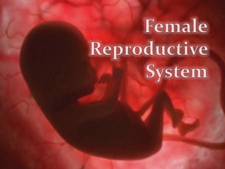 Female Reproductive System