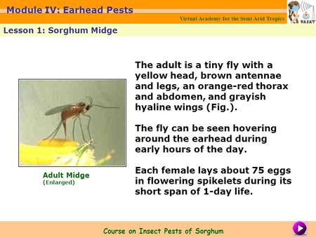 The adult is a tiny fly with a yellow head, brown antennae and legs, an orange-red thorax and abdomen, and grayish hyaline wings (Fig.). The fly can be.