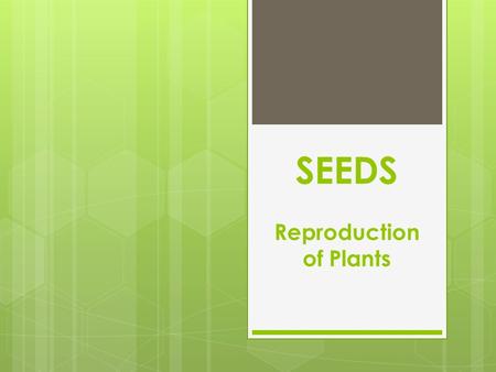 SEEDS Reproduction of Plants. Parts of a Seed 1) Seed Coat 2) Cotyledon 3) Food Storage.