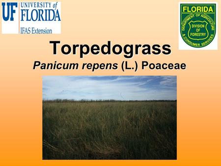 Torpedograss Panicum repens (L.) Poaceae. Biology Native to Africa and or AsiaNative to Africa and or Asia Introduced into Florida in late 1800’s as a.