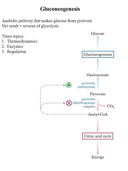 Gluconeogenesis Anabolic pathway that makes glucose from pyruvate Net result = reverse of glycolysis Three topics: 1. Thermodynamics 2. Enzymes 3. Regulation.