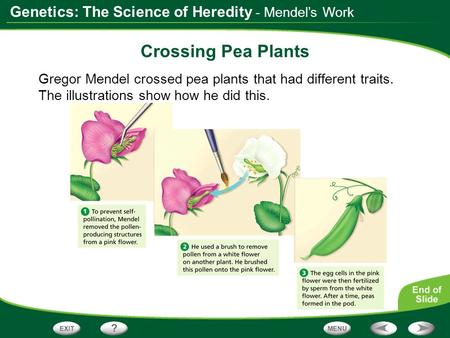 Genetics: The Science of Heredity - Mendel’s Work Crossing Pea Plants Gregor Mendel crossed pea plants that had different traits. The illustrations show.