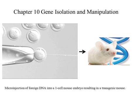 Chapter 10 Gene Isolation and Manipulation