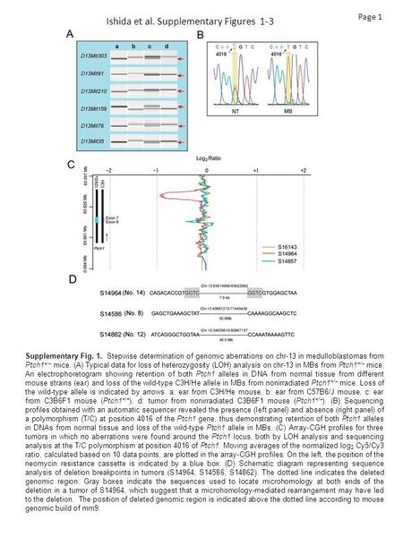 Ishida et al. Supplementary Figures 1-3 Page 1 Supplementary Fig. 1. Stepwise determination of genomic aberrations on chr-13 in medulloblastomas from Ptch1.