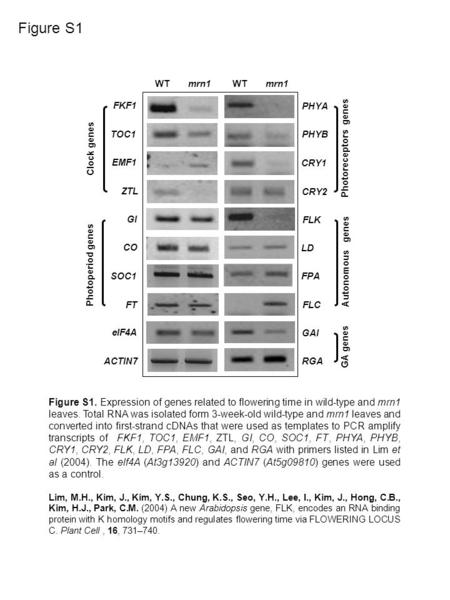 Figure S1 FKF1 WT TOC1 EMF1 ZTL GI CO SOC1 FT elF4A PHYA PHYB CRY1 CRY2 RGA FLK LD FPA FLC GAI ACTIN7 mrn1 WTmrn1 Figure S1. Expression of genes related.