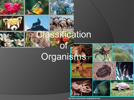 Classification of Organisms