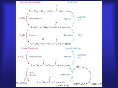 If fatty acid synthesis occurs in the cytosol, where does the acetyl-CoA come from? Acetyl-CoA (not from fatty acid oxidation) is generated in the mitochondria.