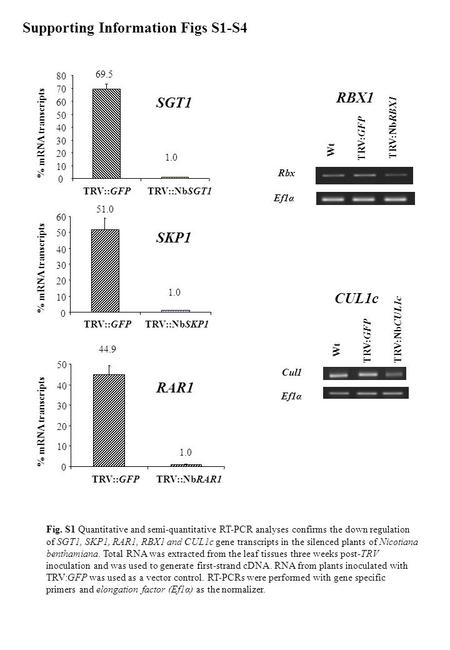 69.5 1.0 51.0 1.0 Fig. S1 Quantitative and semi-quantitative RT-PCR analyses confirms the down regulation of SGT1, SKP1, RAR1, RBX1 and CUL1c gene transcripts.