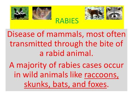 RABIES Disease of mammals, most often transmitted through the bite of a rabid animal. A majority of rabies cases occur in wild animals like raccoons, skunks,