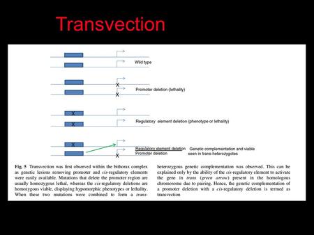 Transvection.