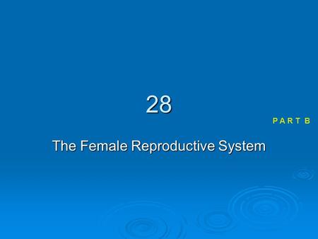 28 The Female Reproductive System P A R T B. Female Reproductive Anatomy  Ovaries are the primary female reproductive organs Make female gametes (ova)