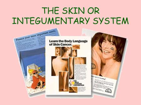 THE SKIN OR INTEGUMENTARY SYSTEM