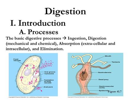 Digestion I. Introduction A. Processes The basic digestive processes  Ingestion, Digestion (mechanical and chemical), Absorption (extra-cellular and intracellular),