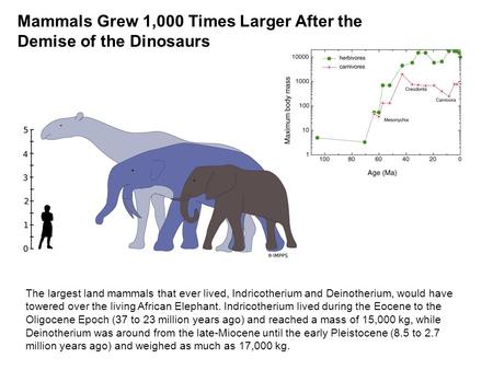 The largest land mammals that ever lived, Indricotherium and Deinotherium, would have towered over the living African Elephant. Indricotherium lived during.