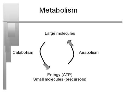 Biosynthesis of Macromolecules