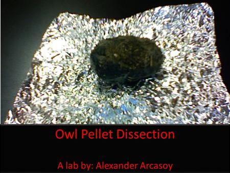 Owl Pellet Dissection A lab by: Alexander Arcasoy Owl Pellet Dissection A lab by: Alexander Arcasoy.