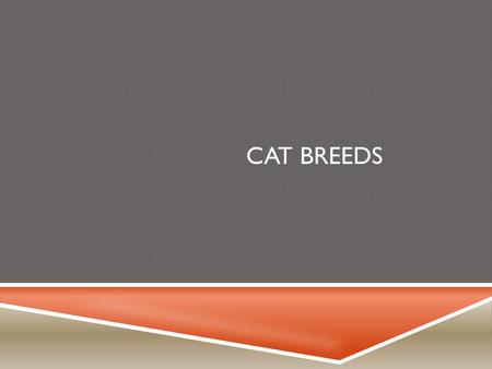 CAT BREEDS. ABYSSINIAN  Balanced medium sized animal of foreign type.  Beautiful ticked, resilient coats  Four common colors: Ruddy, Red, Blue and.