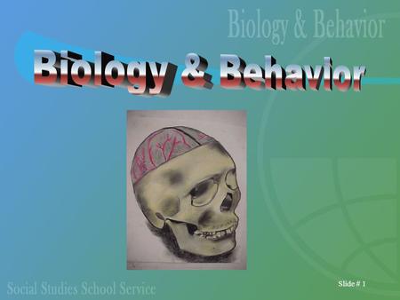 Slide # 1. Slide # 2 Diagram of the Nervous System.