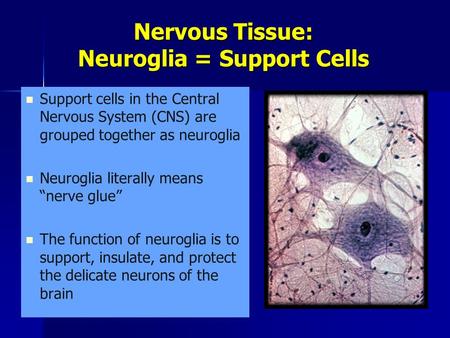 Nervous Tissue: Neuroglia = Support Cells Support cells in the Central Nervous System (CNS) are grouped together as neuroglia Neuroglia literally means.