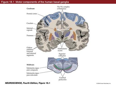 Figure 18.1 Motor components of the human basal ganglia.