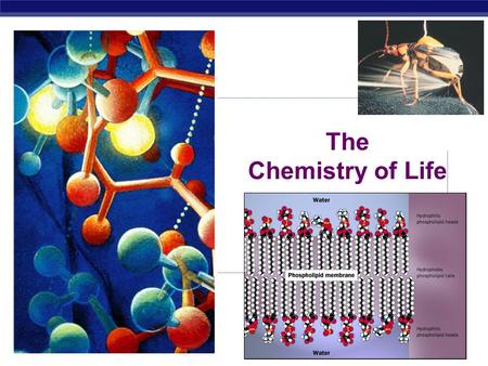 The Chemistry of Life Why are we studying chemistry? Chemistry is the foundation of Biology.