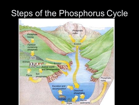 Steps of the Phosphorus Cycle. Phosphorus Is a limiting factor in soils and streams –Is an important component of DNA, RNA, and ATP – the molecule cells.