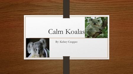 Calm Koalas By: Kelsey Cropper Sleeping and Other Habits  Koalas are very picky about what they eat.  They are nocturnal and sleep for eighteen hours.