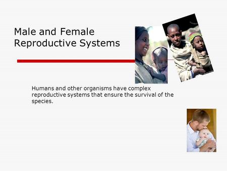 Male and Female Reproductive Systems Humans and other organisms have complex reproductive systems that ensure the survival of the species.