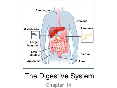 The Digestive System Chapter 14.