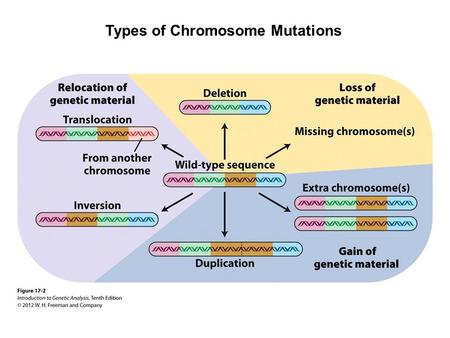 Types of Chromosome Mutations. Chromosome Mutations A B CD E FA CD E F A B CD E FA B B CD E F A B CD E FA E DC B F A B CD E F G H IJ K A B CD J K G H.