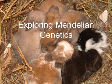 Exploring Mendelian Genetics. Law of Independent Assortment Does the segregation of one pair of alleles affect the segregation of another pair of alleles?