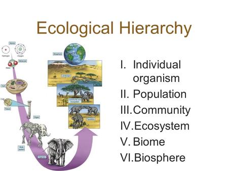 Ecological Hierarchy Individual organism Population Community