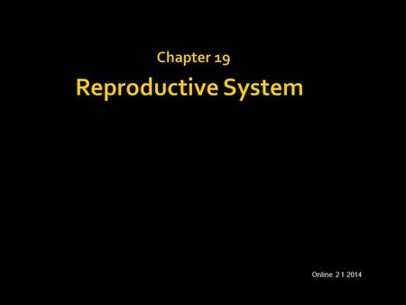 Chapter 19 Reproductive System