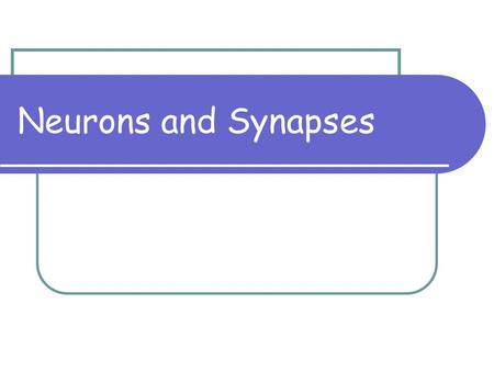 Neurons and Synapses.