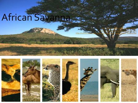 African Savanna