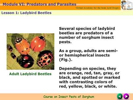 Several species of ladybird beetles are predators of a number of sorghum insect pests. As a group, adults are semi- or hemispherical insects (Fig.). Depending.